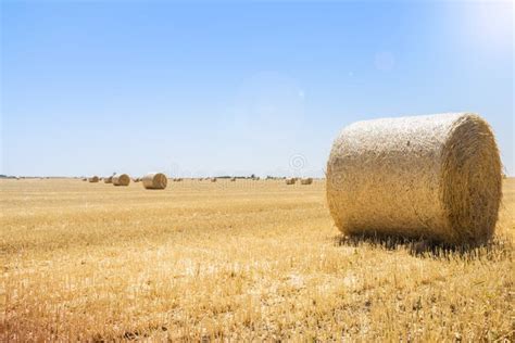 Round Bales Of Straw At The Field Harvest Ukraine Stock Photo Image