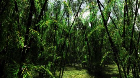 Поляна в тропическом лесу с множеством фото