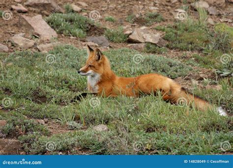 Sitting Fox Royalty Free Stock Images Image 14828049