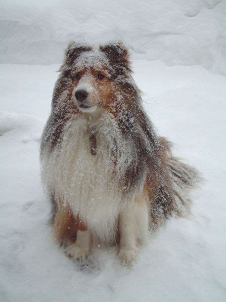Sheltie Nation Archive Snow Shelties Sheltie Pet Dogs Beautiful