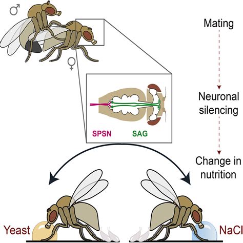 Postmating Circuitry Modulates Salt Taste Processing To Increase Reproductive Output In