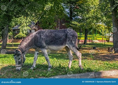 Donkey Grazing Stock Photo Image Of Australia Nature