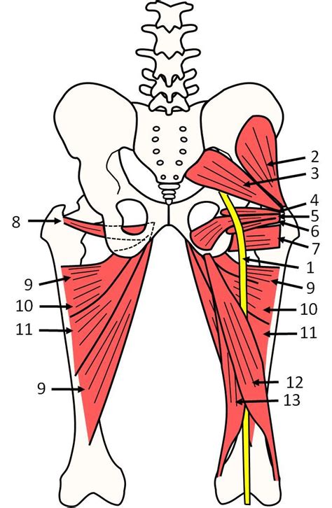 Hip Muscles Diagram Anatomy Of The Human Hip Anatomy Diagram Book