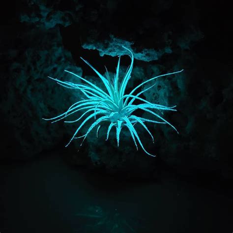 Bioluminescent Plants Are The Next Big Thing