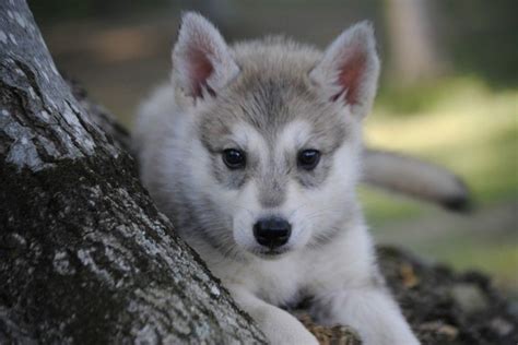 We did not find results for: Tamaskan Club of America™- Tamaskan Puppies | Tamaskan puppies, Puppies, Tamaskan dog