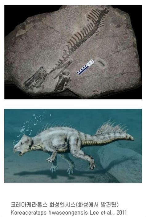 한국에서 발견된 공룡 화석의 이름 에누리 쇼핑지식 자유게시판