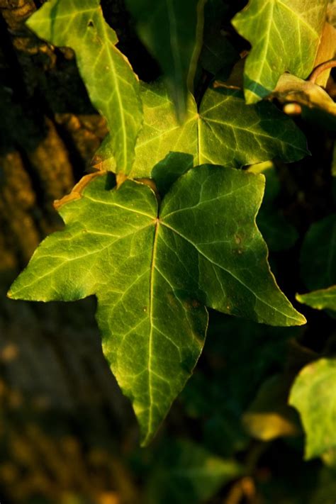 Ivy Leaf Free Photo Download Freeimages