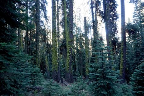 Sequoia National Park Sierra Nevada Adelaide Bushwalkers