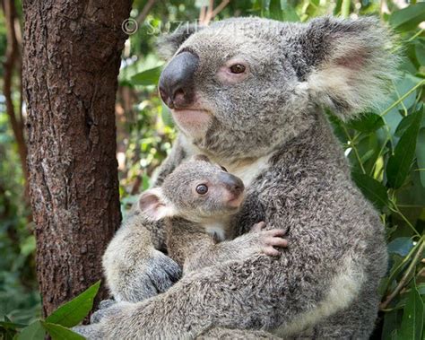 Baby Koala Hugging Mom Photo Koala Bear Baby Nursery Print