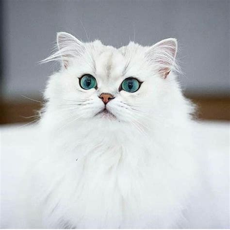 عکس گربه پرشین؛ تصاویری از گربه‌های ملوس ایرانی ستاره