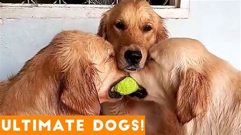 Ultimate Funniest Dog And Puppy Compilation Try Not To Laugh