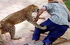attack leopard animal animals attacks humans human big zoo cats when horrible deadliest most caught leopards