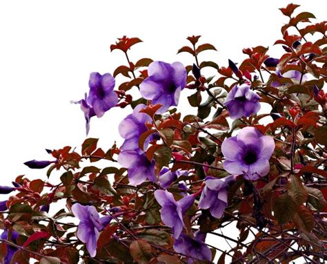 Premium Photo Purple Flowers In White Background