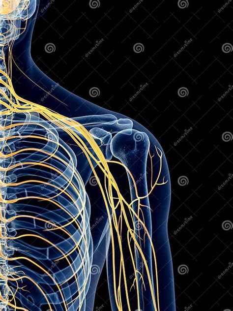 The Shoulder Nerves Stock Illustration Illustration Of Health 57002160