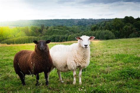 Black And White Sheep Together In The Meadow Stock Photo Image Of