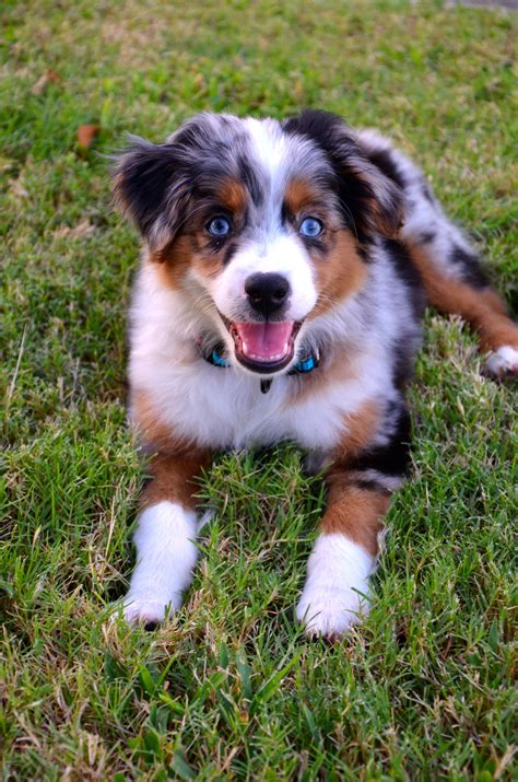 Mini Aussie Really Cute Dogs Aussie Dogs Cute Dogs And Puppies