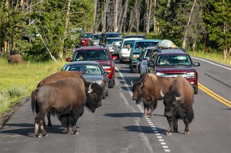 Yellowstone Opens Its South Entrance On Friday Beartooth Highway May