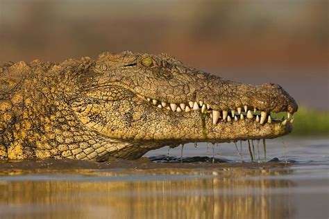 Intimate Stock Photos Of South African Crocodiles From Ann And Steve Toon
