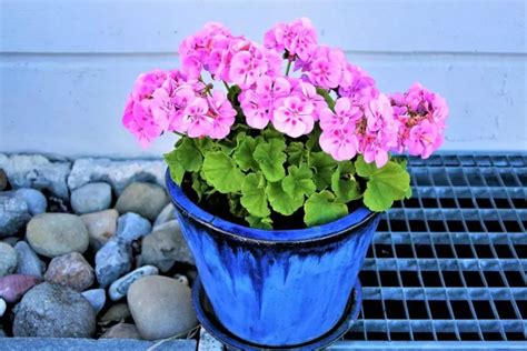 Simple Tips For Growing Geraniums In Pots Indoors The Practical Planter