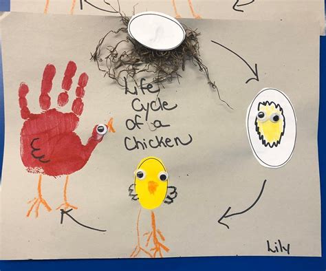 Activities About The Life Cycles Of Chickens For Preschoolers Farm