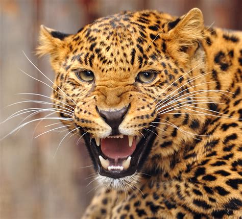 Jaguar — Kidcyber