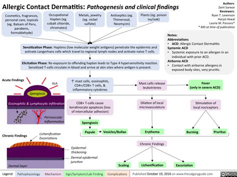 Allergic Contact Dermatitis Pathogenesis And Clinical Findings