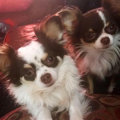 Cocoa And Bailey Miniature Long Haired Chihuahuas Sister Puppies One And