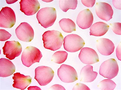 Pretty Rose Petals Roses Wallpaper 12070026 Fanpop