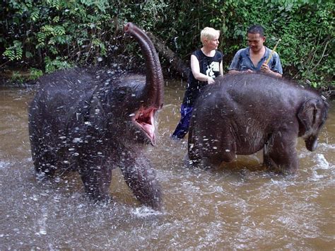 Kuala gandah elephant sanctuary is located in pahang and is a good place to go for a time of relaxation with your friends or family members. Full Day Elephant Sanctuary Tour, Kuala Lumpur