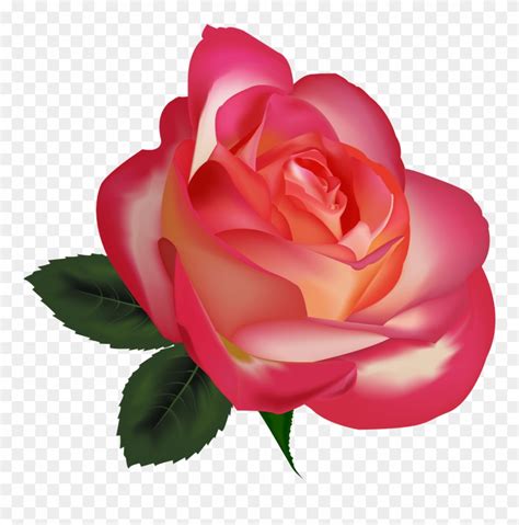 Download and use them in your design project website, document or presentation. Download Beautiful Rose Clip Art Clipart Free Download ...
