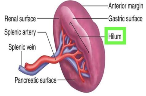 Spleen Anatomy Flashcards Quizlet