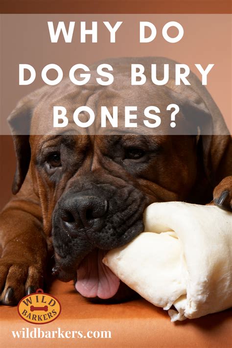 Why Do Dogs Bury Bones Dogs What Dogs Rawhide Bones