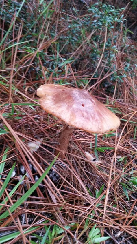 Mushrooms Identification Help Mushroom Hunting And Identification
