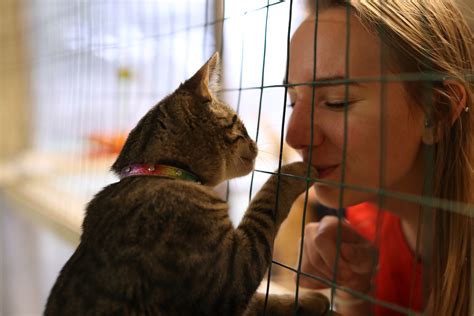 56 Best Photos Cat Adoption Near Me Petsmart / Petsmart Adoption Day