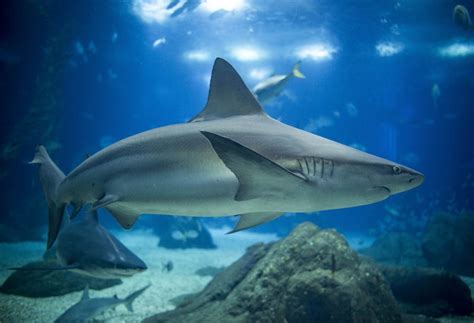 O oceanário prevê ter um novo exemplar até ao fim do ano. Tubarão-corre-costa » Peixes » Aquário » Exposições ...