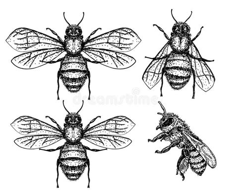 Bee Sketch Set Honey Bee Vintage Vector Drawing Hand Drawn Isolated