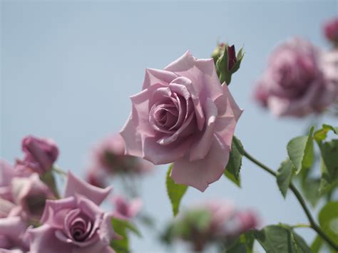 Rose Madame Violet At Oji Rose Garden Photoe Pm2mzu Flickr
