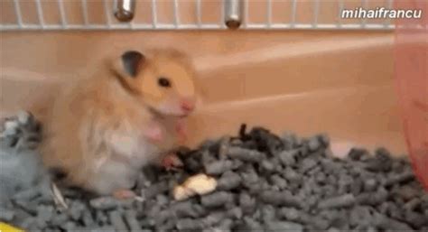 Watch These Adorably Dramatic Hamsters Fake Their Own