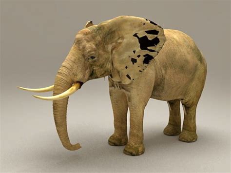 African Elephant Animal Free 3d Model Max Vray Open3dmodel 131016