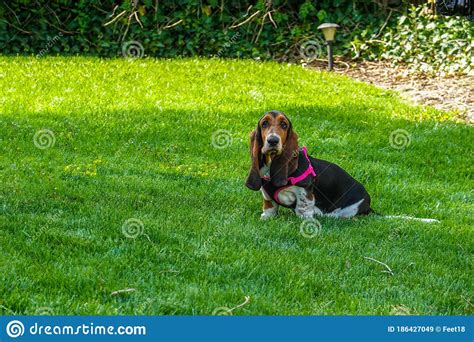 Beautiful Female Basset Hound With A Long Snout And Ears Wearing A Pink Harness Sitting On A