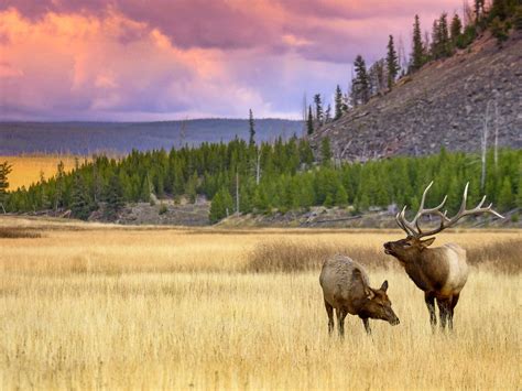 Amazing Wildlife Photos In Yellowstone National Park Readers Digest
