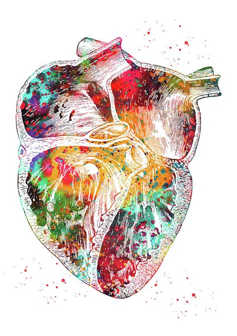 Heart Section 4 Digital Art By Erzebet S Pixels