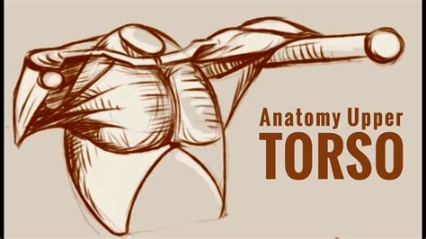 How To Draw Male Torsos Anatomy Upper Torso Draw The Male Figure And Torso Muscles Youtube