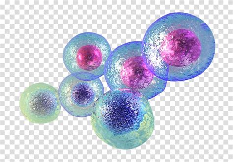 Stem Cell Stem Cell Therapy Umbilical Cord Tissue Cell Transparent Background PNG Clipart