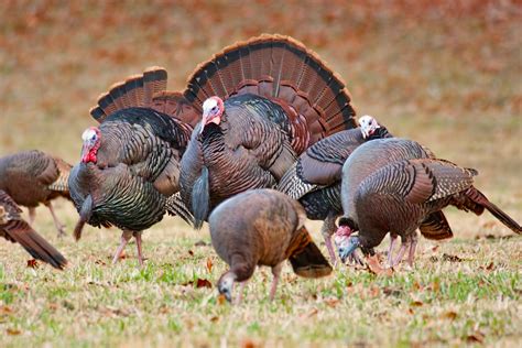 This subreddit is for news and discussion about turkey. What is a Heritage Turkey and What Does Hormone-Free Mean? - Backyard Poultry