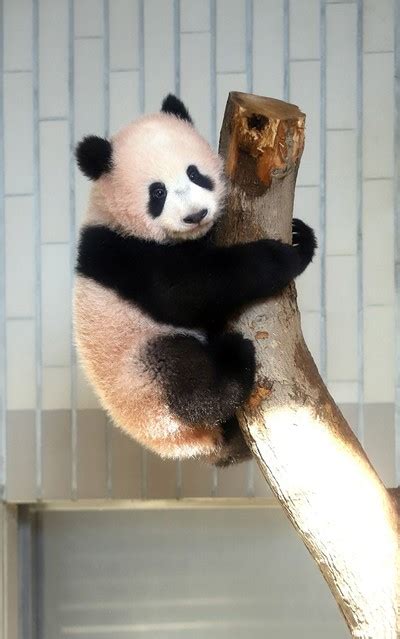 Baby Panda Draws Crowds At Tokyo Zoo On First Viewing Day Daily Sabah
