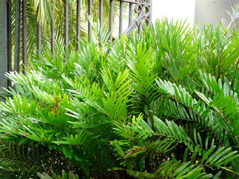 Geiger tree is very drought and salt tolerant and makes a great courtyard tree or small space garden tree due to its slow growth and small size. Florida Native Plant Society Blog: Coonties: Captivating ...