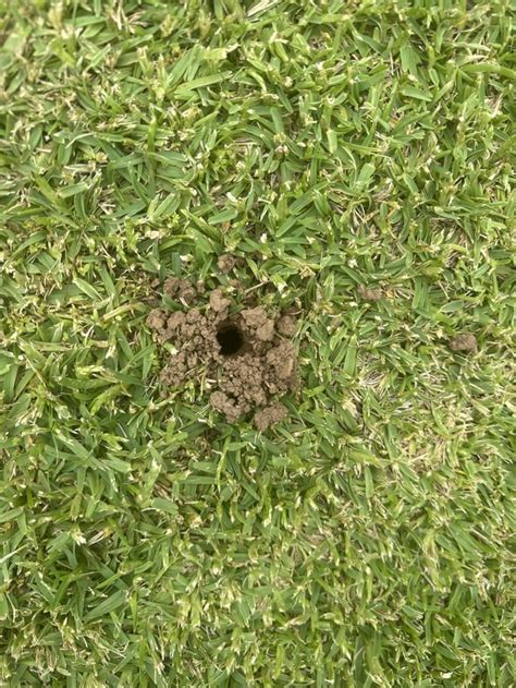 What Is Digging Holes In My Lawn Rgardeningaustralia