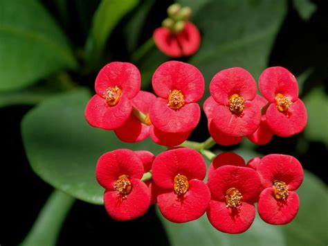 Gardeners grow some of these varieties as ornamental houseplants. Euphorbia milii - Crown of Thorns, Christ Plant | World of ...