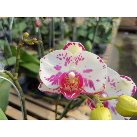 Jual Anggrek Bulan Grade B Putih Bintik Bercak Ungu Phalaenopsis Hybrid